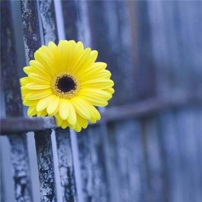 皇冠新体育APP下载手机版