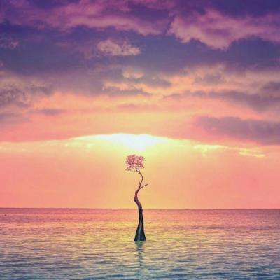 万博max官方入口